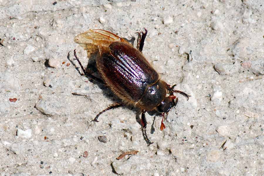 Da identificare: Amphimallon ?